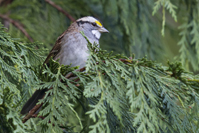 Zonotrichia albicollis